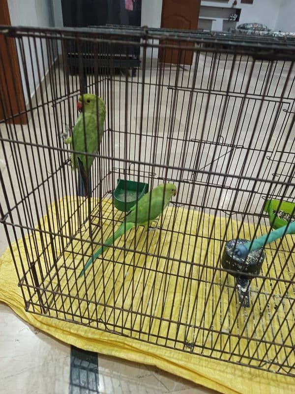 parrots for sale 0