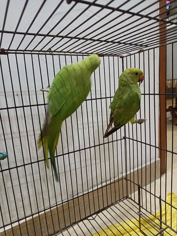 parrots for sale 1