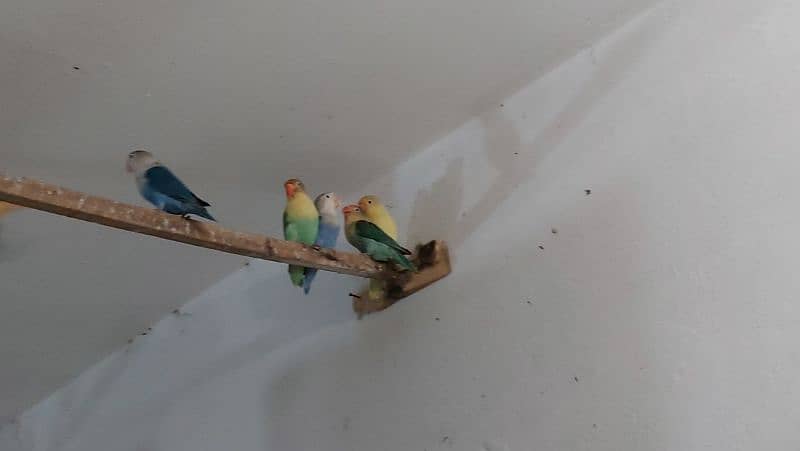 lovebirds for sale 1