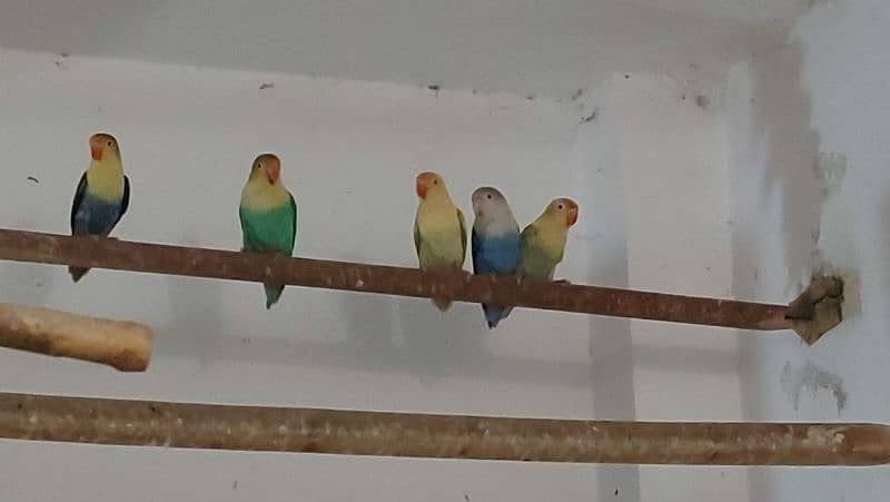 lovebirds for sale 4