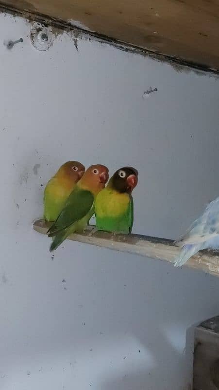 lovebirds for sale 5