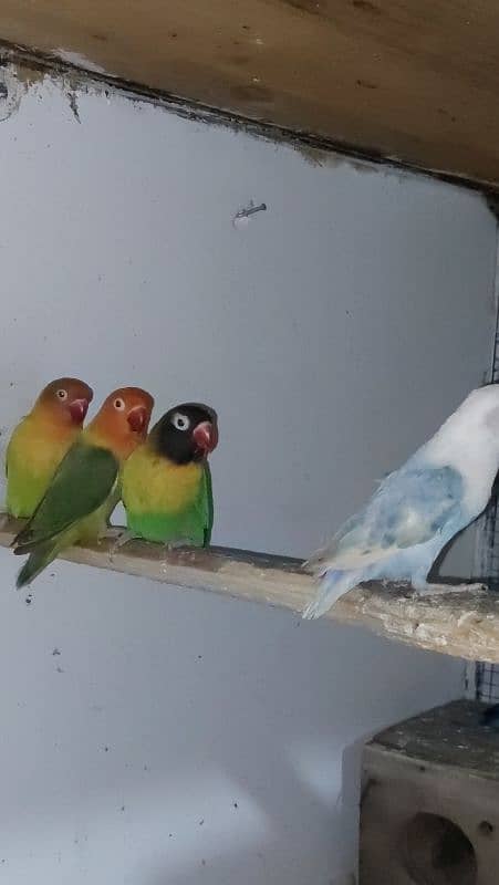 lovebirds for sale 7