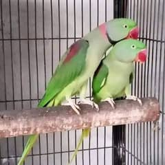 Kashmiri Raw Parrots Breeder Pair