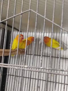 love birds breeding pairs. Latino,Albino, Blue fisher