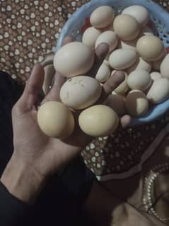 Desi Eggs