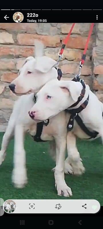 BuIIy Dogs pair available for sale 2