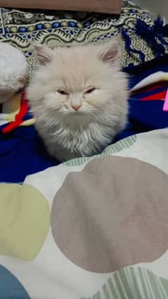 Male Persian kitten