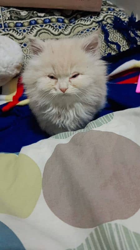 Male Persian kitten 0