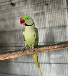 Kashmiri Raw Parrot