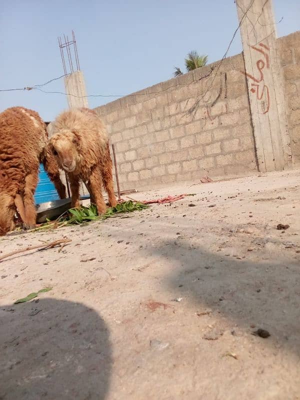 two female sheep 1