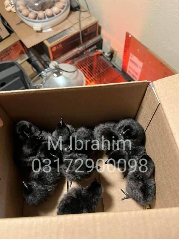 Ayam Cemani chicks for sale in Quetta 0