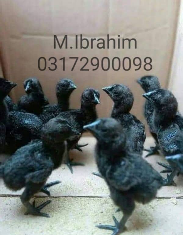 Ayam Cemani chicks for sale in Quetta 1