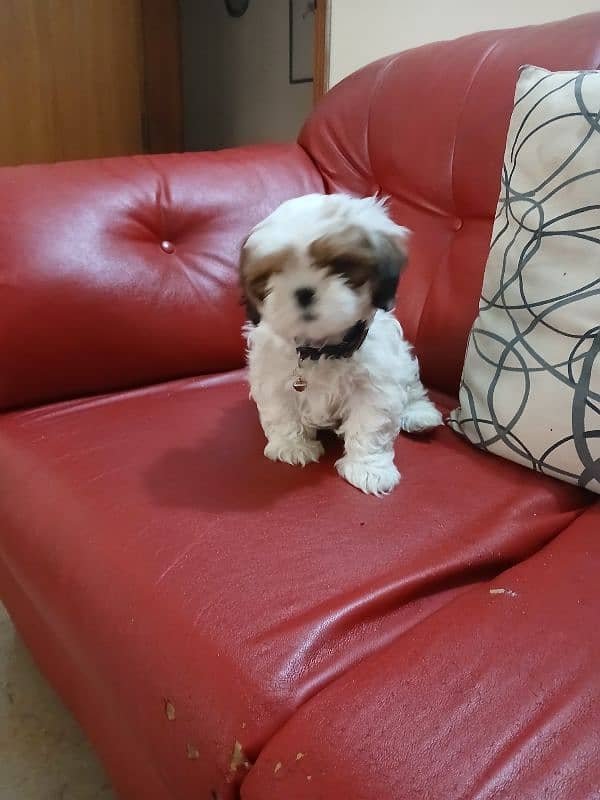 Pure Male Shihtzu Puppy (Turkey) Rs. 100,000 0