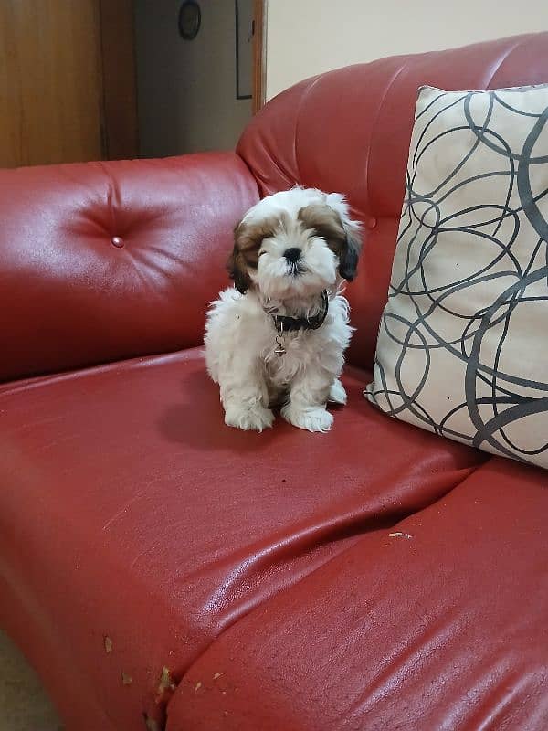 Pure Male Shihtzu Puppy (Turkey) Rs. 100,000 1