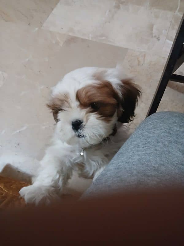 Pure Male Shihtzu Puppy (Turkey) Rs. 100,000 2