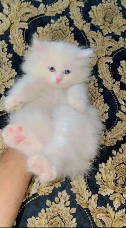 Persian Cat for sale my WhatsApp number 0326/74/83/108 1