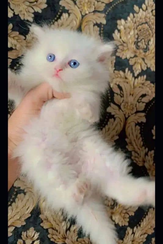 Persian Cat for sale my WhatsApp number 0326/74/83/108 2