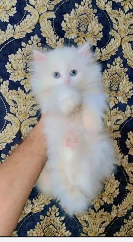 Persian Cat for sale my WhatsApp number 0326/74/83/108 3