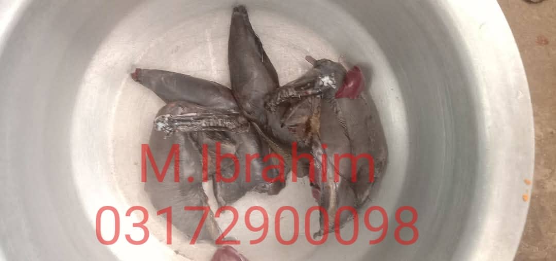 Ayam Cemani chicks for sale in Quetta 3