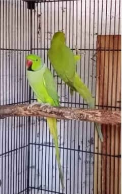 green ringneck breeder pair