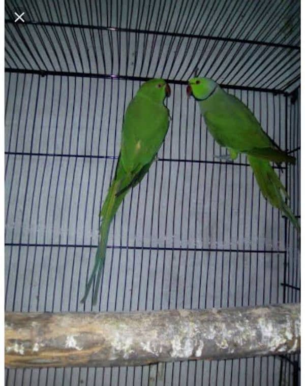 green ringneck breeder pair 1