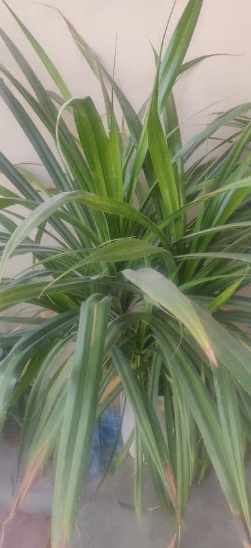 BIG HIETHED AARI PALM AVAILABLE 0