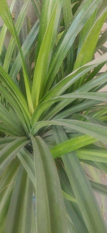 BIG HIETHED AARI PALM AVAILABLE 1