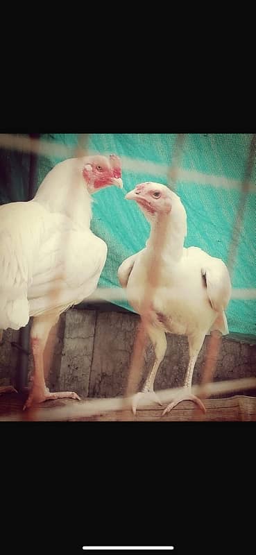 Paper white heera day old chicks for sale 1