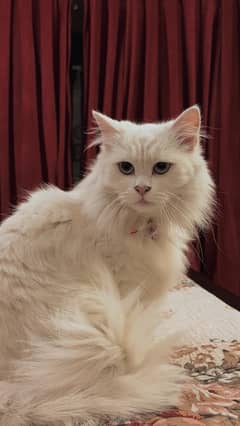 blue eyed female beautiful persian cat