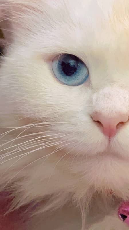 blue eyed female beautiful persian cat 1