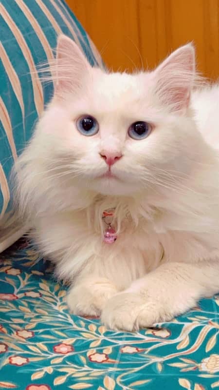 blue eyed female beautiful persian cat 2