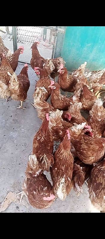 Lohman brown Egg layer hens available for sale 1