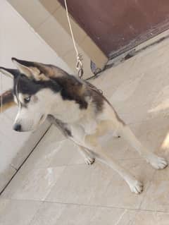 Siberian Husky 16 Months For Sale