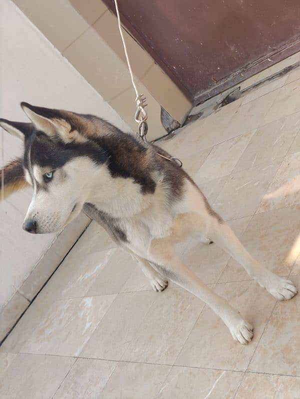 Siberian Husky 16 Months For Sale 0