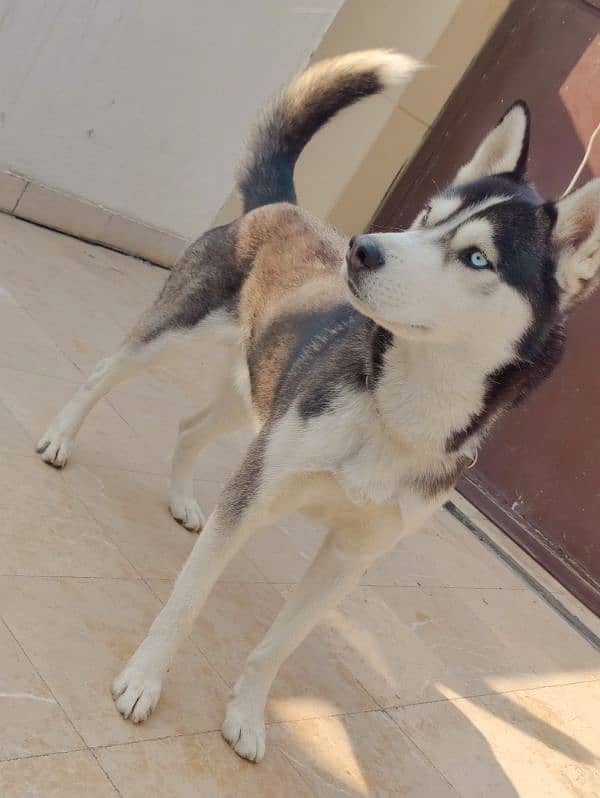 Siberian Husky 16 Months For Sale 1