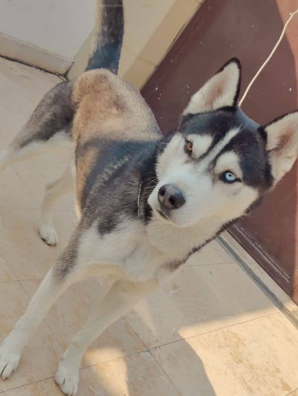 Siberian Husky 16 Months For Sale 2