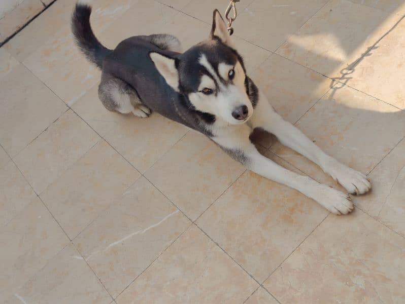 Siberian Husky 16 Months For Sale 3