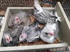 Cocktail chicks and breeder pair for sale