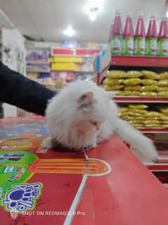 Persian cat available with all  major thing's