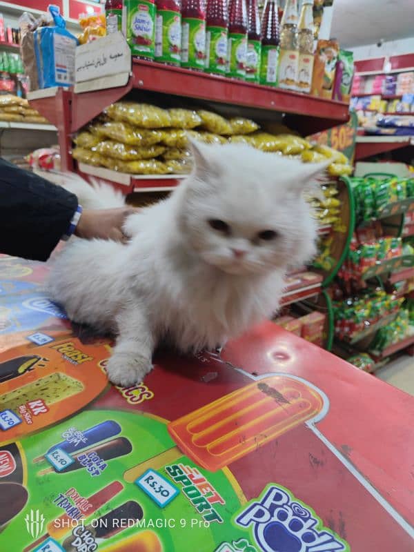 Persian cat available with all  major thing's 1