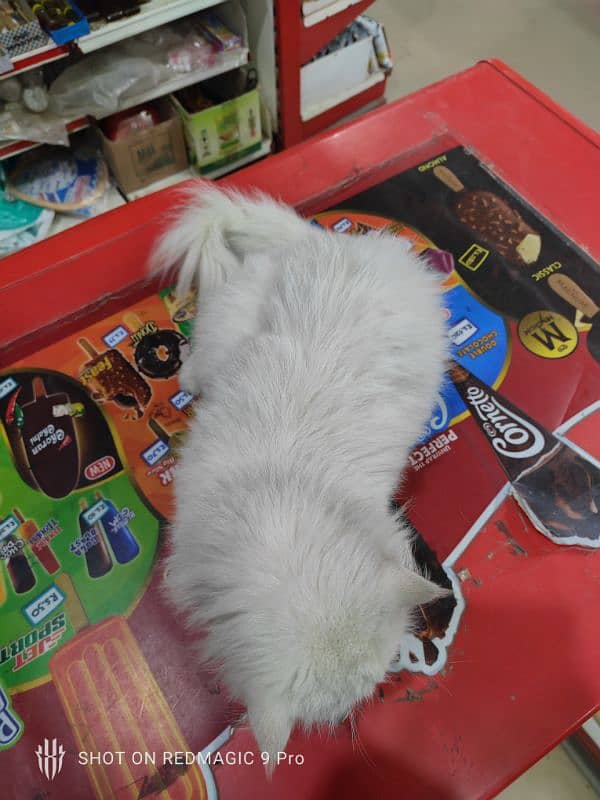 Persian cat available with all  major thing's 2