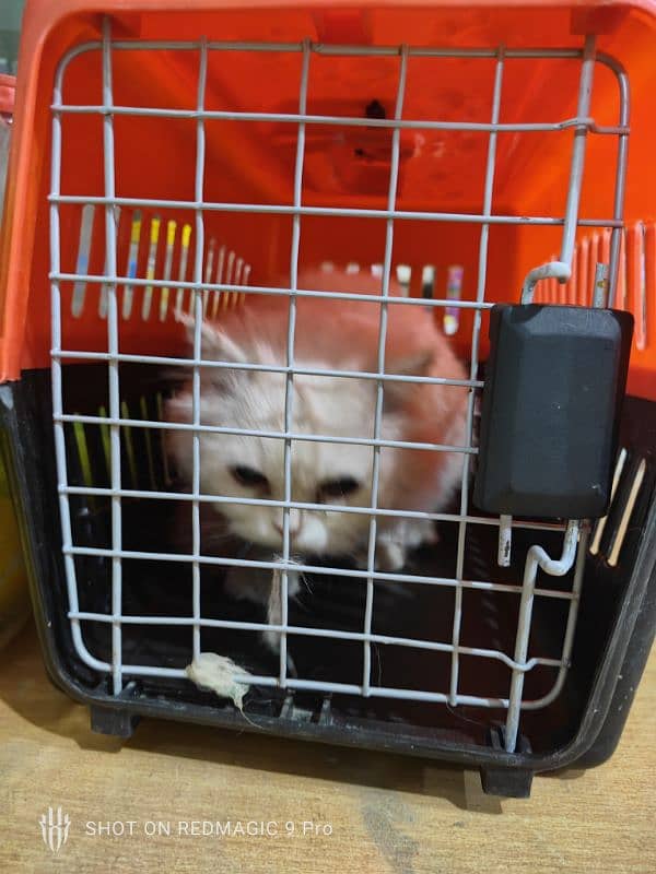 Persian cat available with all  major thing's 4