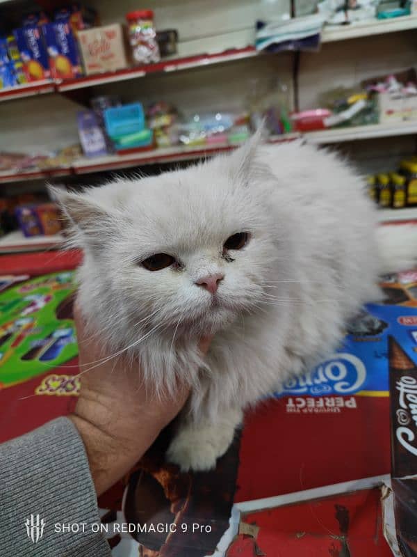 Persian cat available with all  major thing's 5