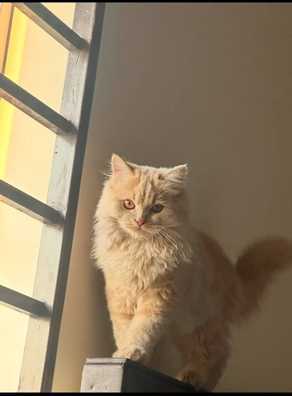 persian female cat long fur 1