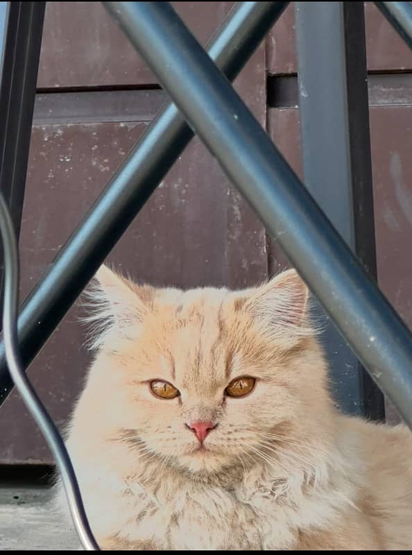 persian female cat long fur 4