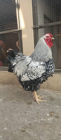 Heritage wyandotte Male / hens / male / chicks / eggs/ aseel / murga