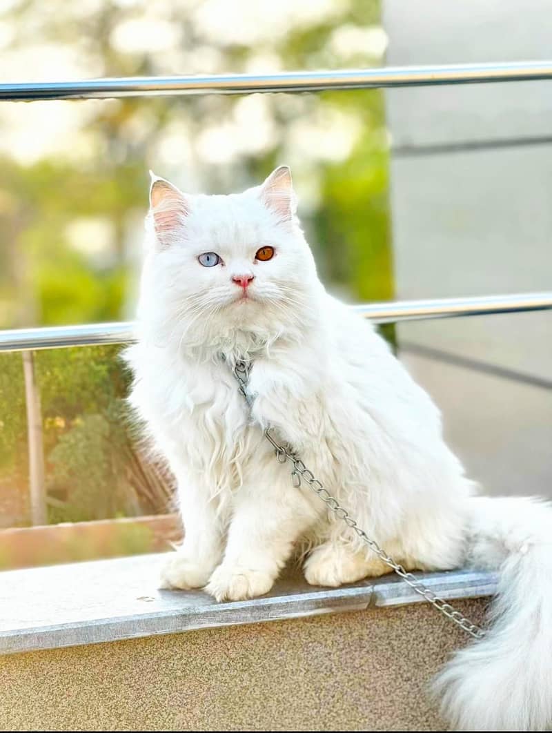 Odd eyes punch face Persian  cat 0