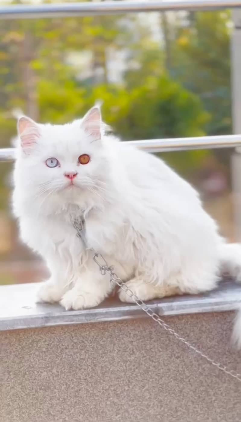 Odd eyes punch face Persian  cat 1