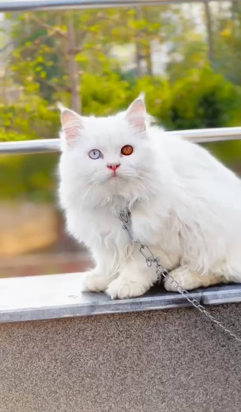 Odd eyes punch face Persian  cat 2