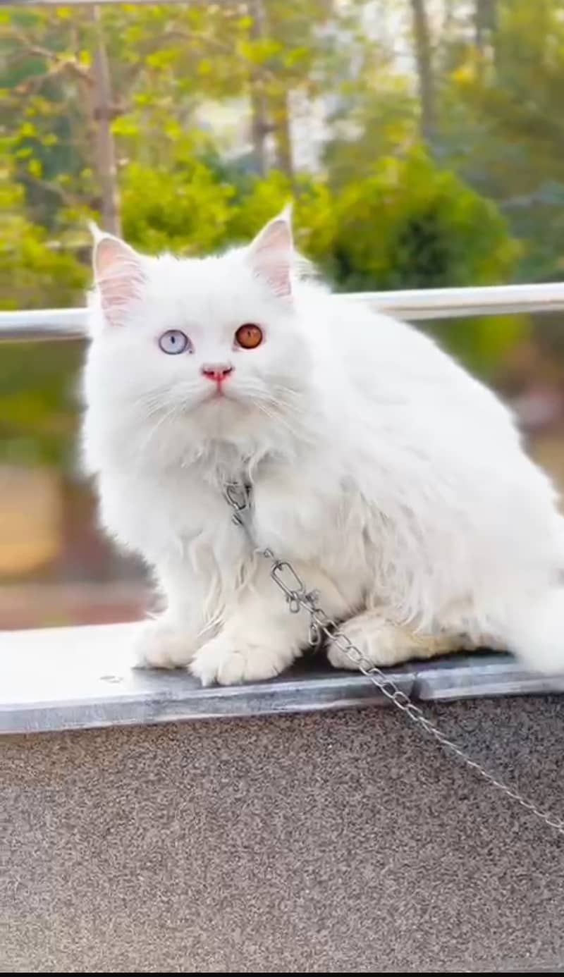 Odd eyes punch face Persian  cat 3